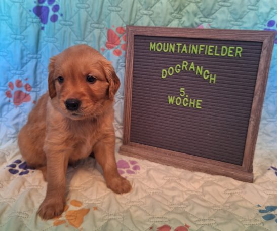 Alois von der Mountainfielder Dog-Ranch