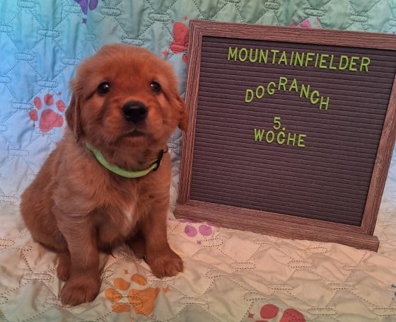 Archibald von der Mountainfielder Dog-Ranch