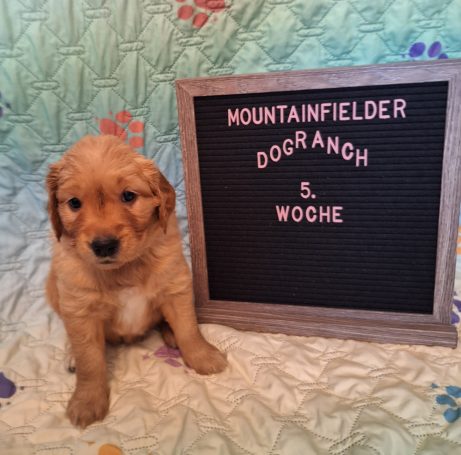 Abigail von der Mountainfielder Dog-Ranch