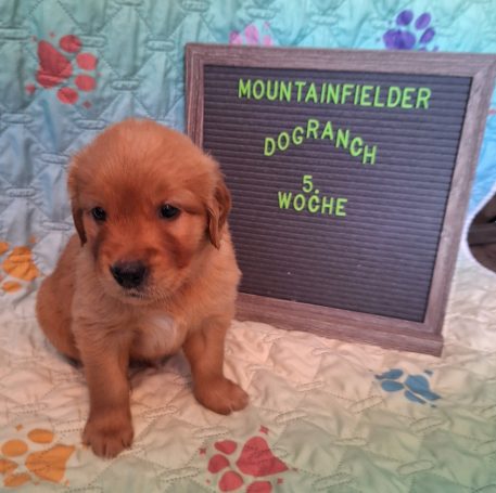 Alfons von der Mountainfielder Dog-Ranch