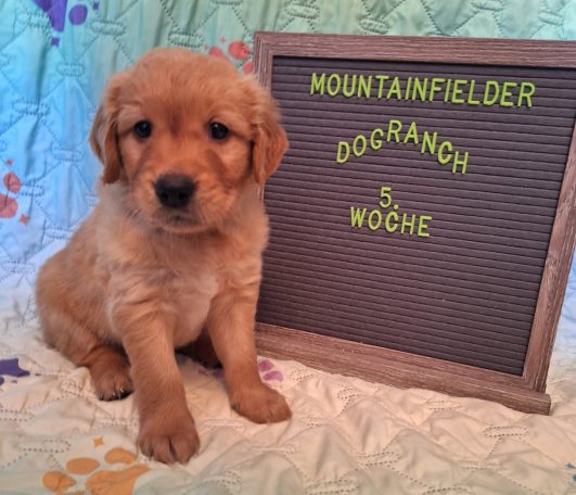 Anton von der Mountainfielder Dog-Ranch