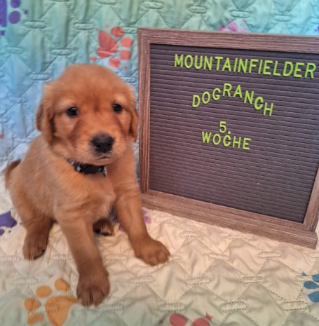 Albert von der Mountainfielder Dog-Ranch
