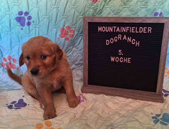 Amber von der Mountainfielder Dog-Ranch