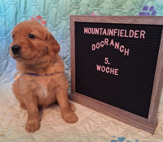Aria von der Mountainfielder Dog-Ranch